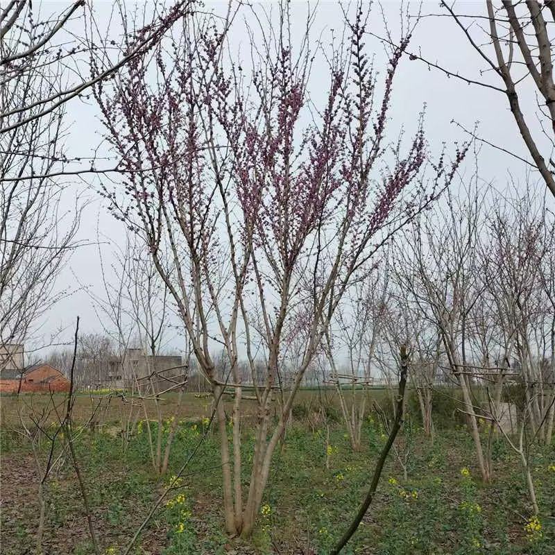 巨紫荆太和县紫荆基地大量供应可视频看货欢迎来电采购