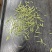 安吉白茶、安吉奶白茶（黄金芽）销售