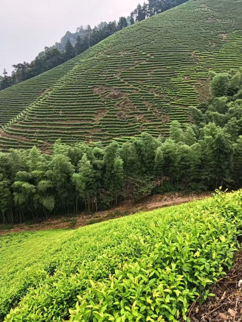 安吉白茶、安吉奶白茶（黄金芽）销售