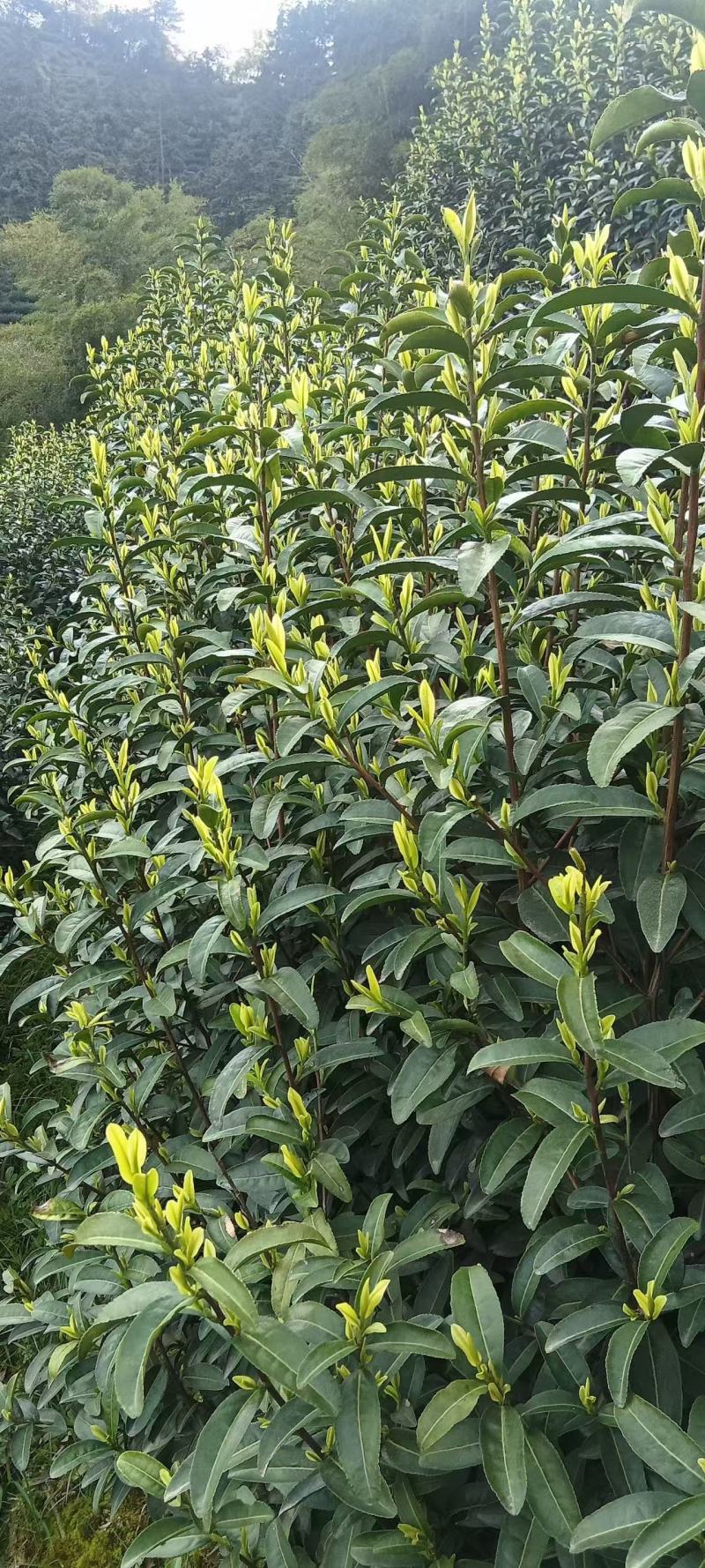 安吉白茶、安吉奶白茶（黄金芽）销售