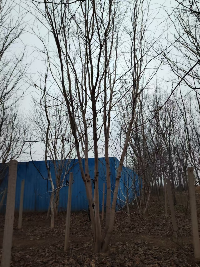 巨紫荆太和县紫荆基地大量供应可视频看货欢迎来电采购