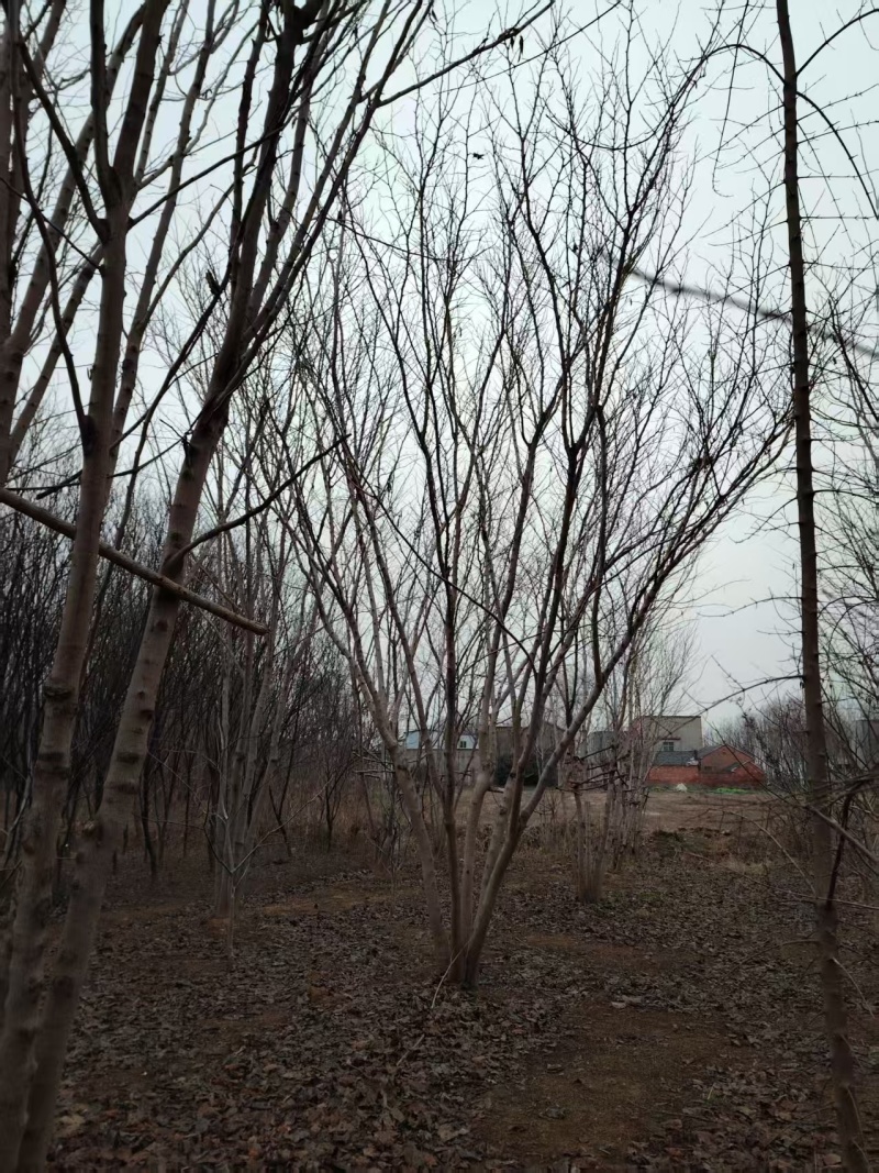 巨紫荆太和县紫荆基地大量供应可视频看货欢迎来电采购