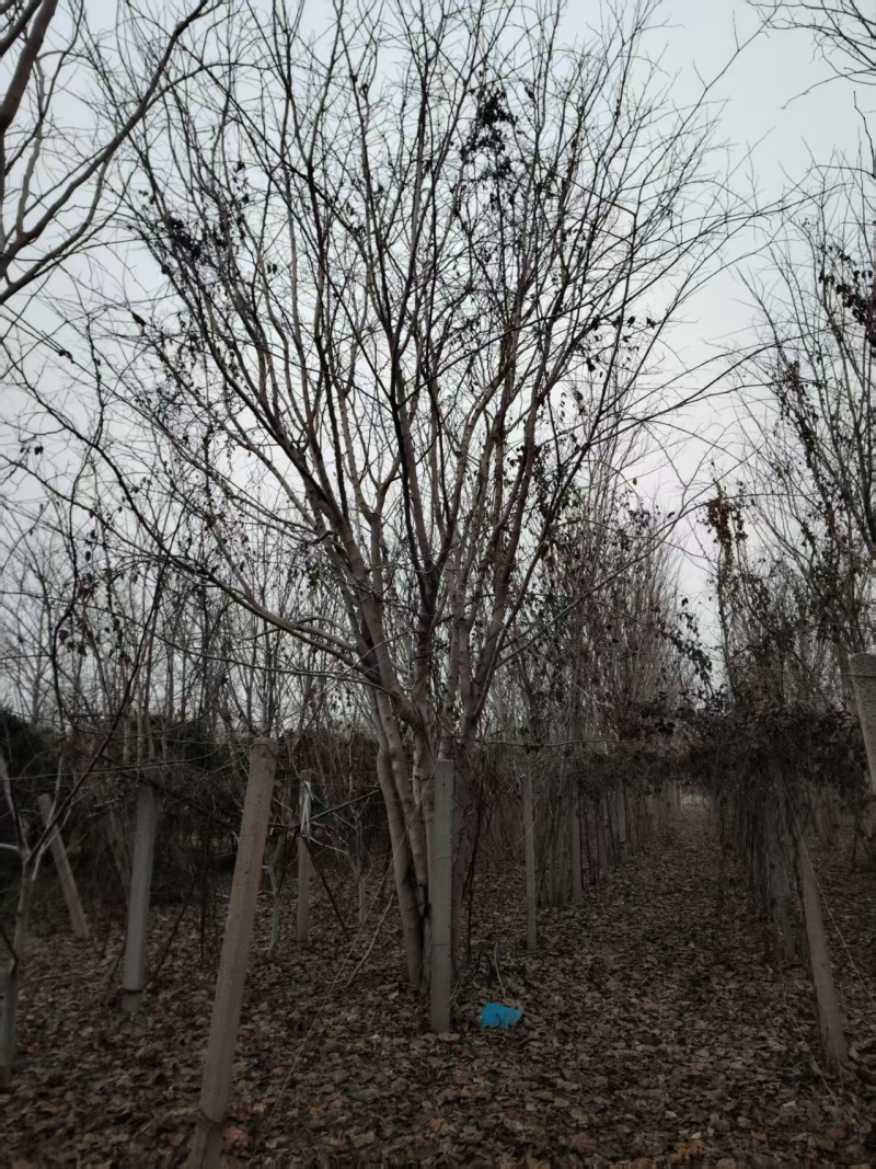 巨紫荆太和县紫荆基地大量供应可视频看货欢迎来电采购