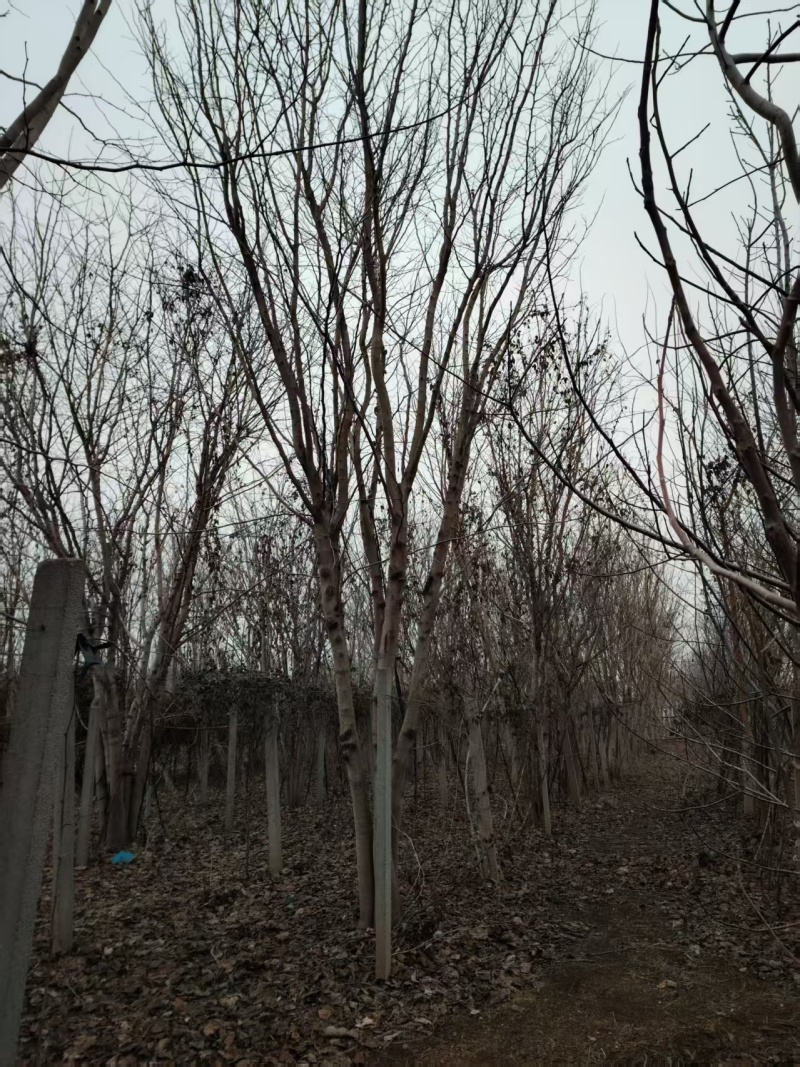 巨紫荆太和县紫荆基地大量供应可视频看货欢迎来电采购