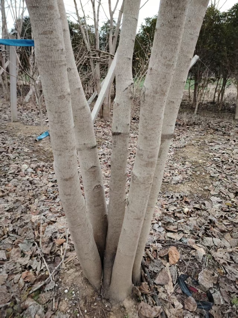巨紫荆太和县紫荆基地大量供应可视频看货欢迎来电采购