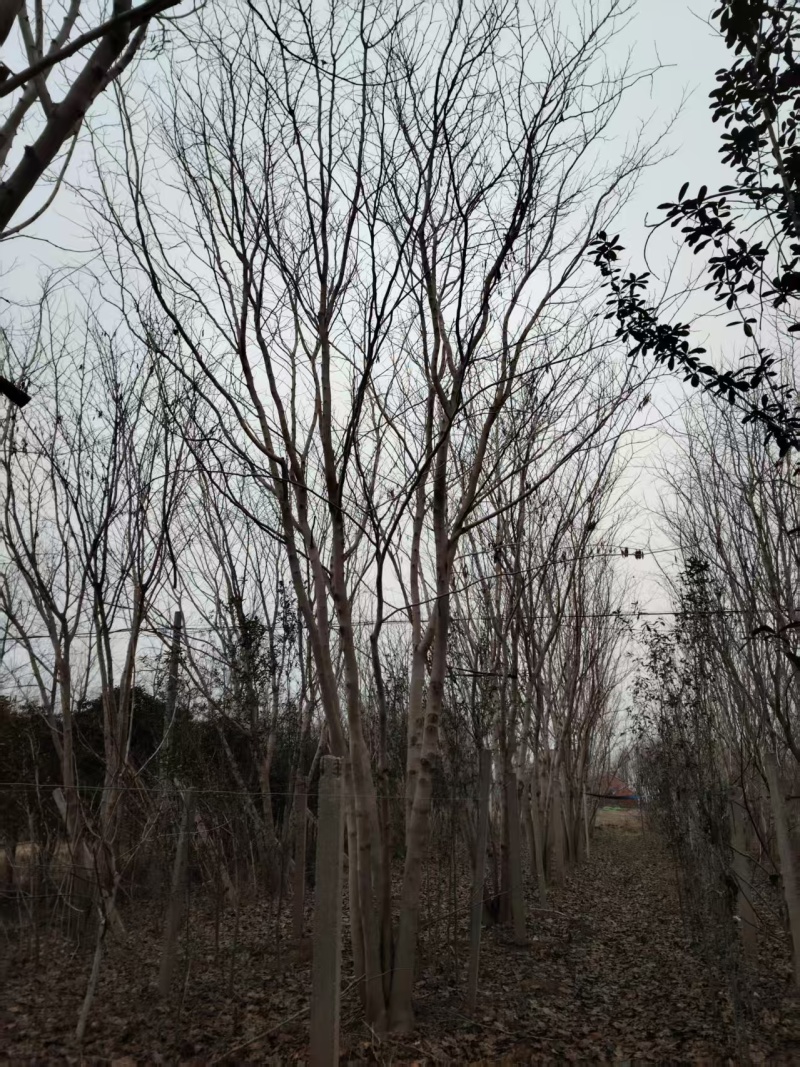 巨紫荆太和县紫荆基地大量供应可视频看货欢迎来电采购