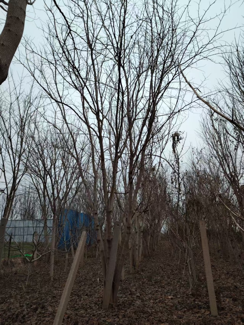巨紫荆太和县紫荆基地大量供应可视频看货欢迎来电采购