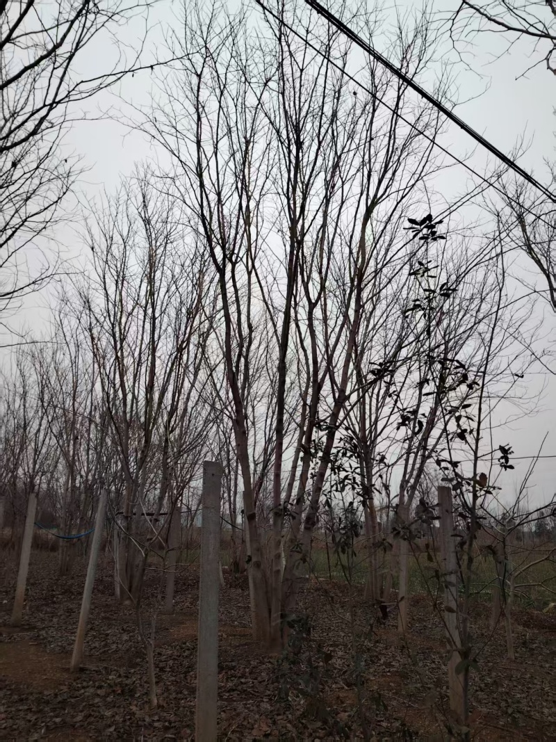 巨紫荆太和县紫荆基地大量供应可视频看货欢迎来电采购