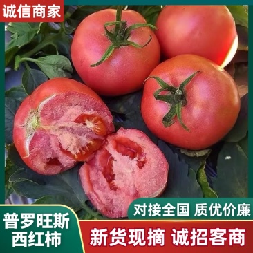 西红柿/普罗旺斯西红柿/安徽产区直发/货源充足