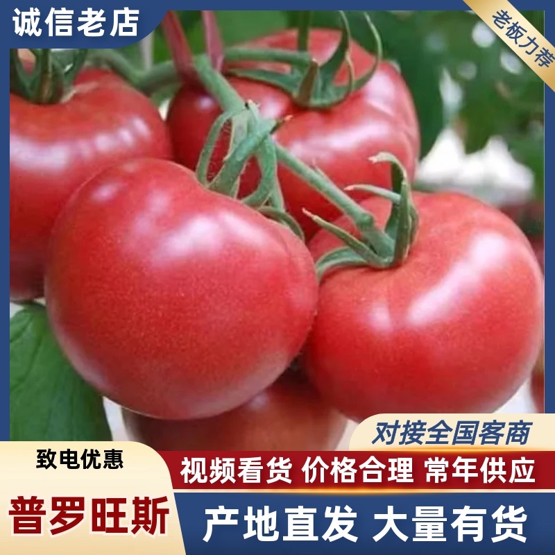 安徽宿州普罗旺斯西红柿/产区直发/货源充足/