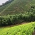 安吉白茶、安吉奶白茶（黄金芽）销售