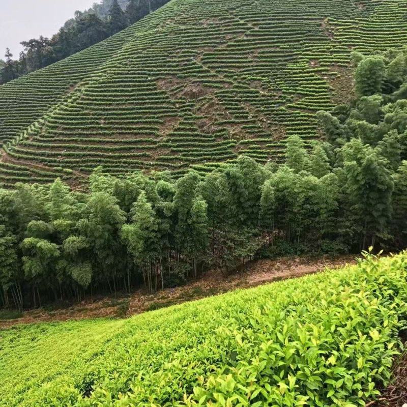 安吉白茶、安吉奶白茶（黄金芽）销售