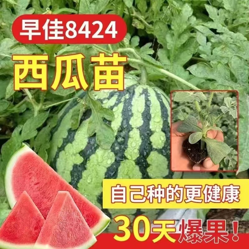 8424西瓜苗服务周到产地直发价格美丽一手货源