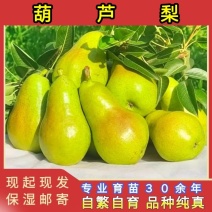 葫芦梨树苗品种纯真基地现起现发耐寒梨树苗成活率高