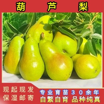 葫芦梨树苗品种纯真基地现起现发耐寒梨树苗成活率高