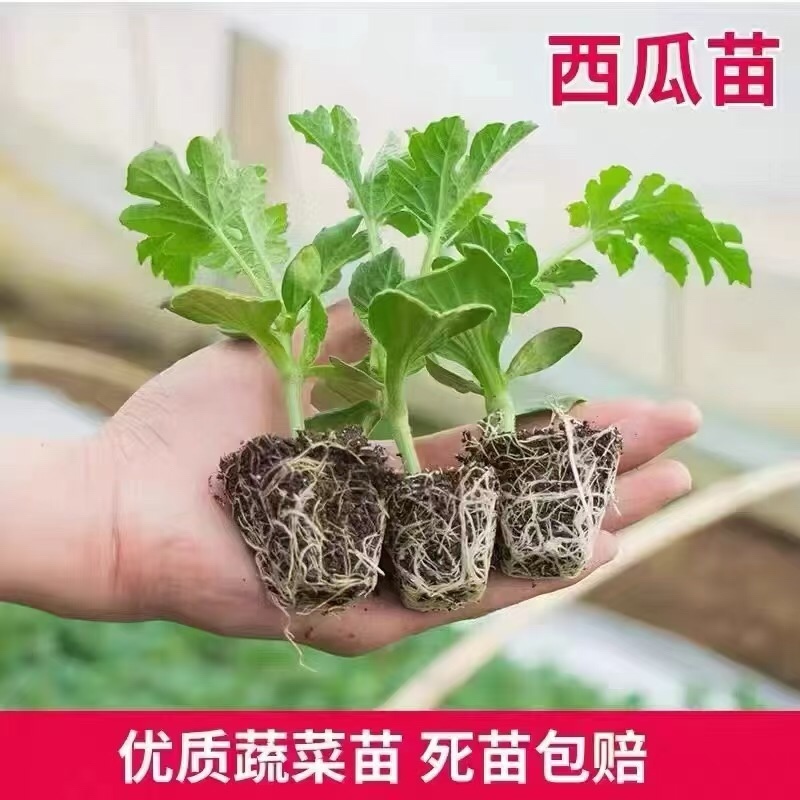 美都嫁接苗抗重茬苗子健壮根系发达包技术指导
