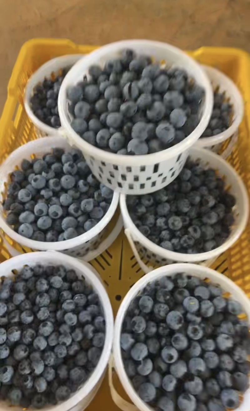 云南应季花香蓝莓25、f6、11纯甜香脆