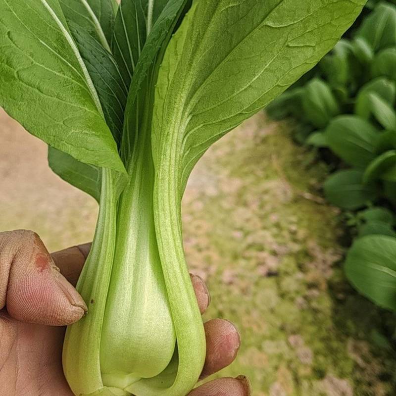 大量油菜出售需要的老板联系***********