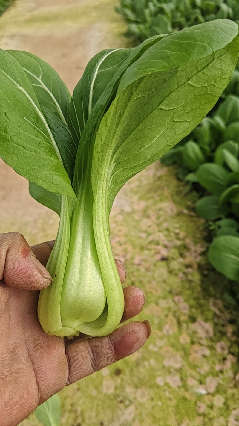 大量油菜出售需要的老板联系***********