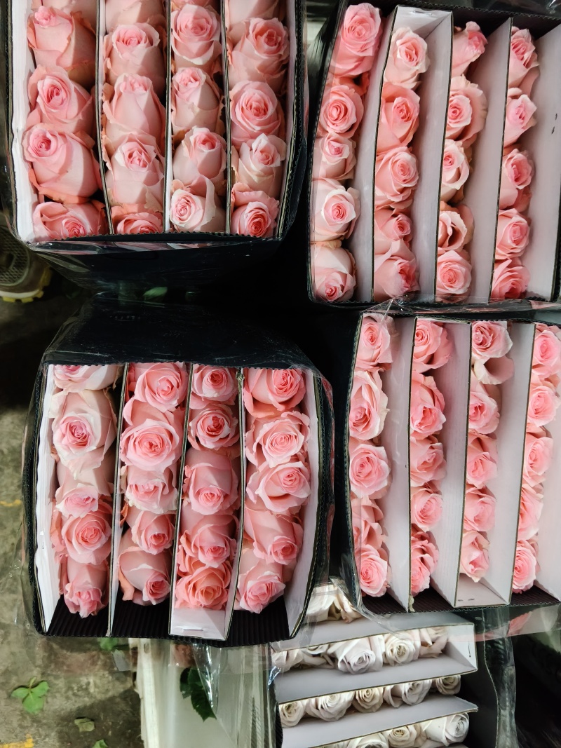 玫瑰花批发