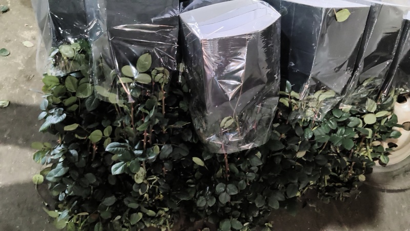 玫瑰花批发