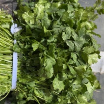 精品大叶香菜