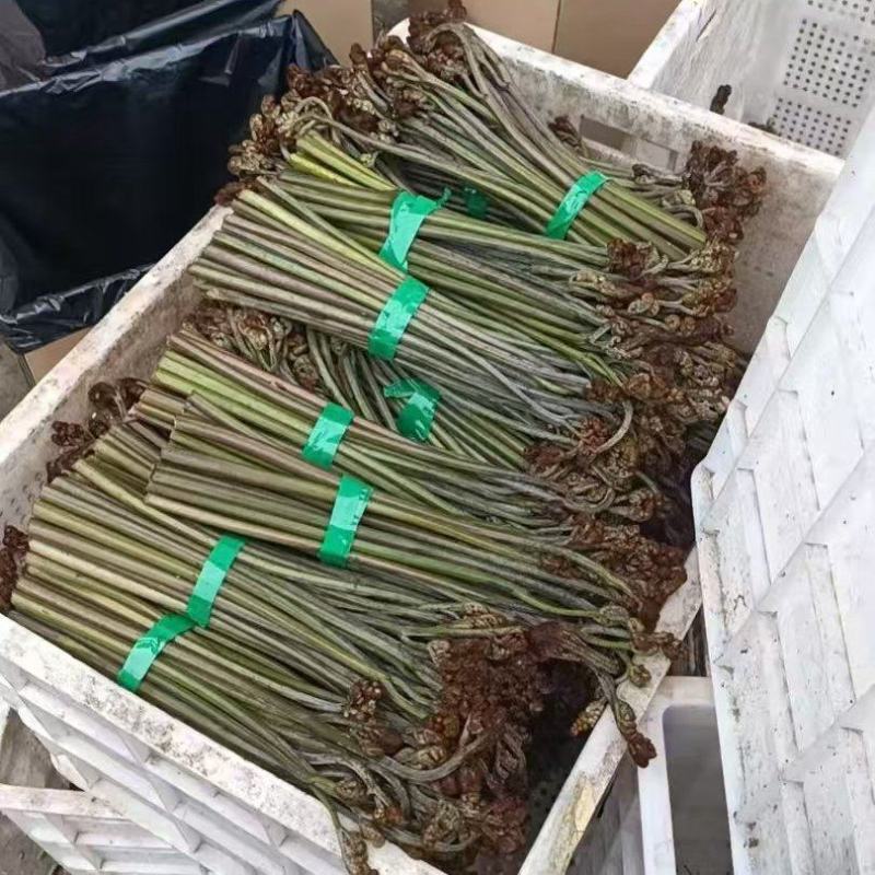 重庆蕨菜龙爪菜现货供应