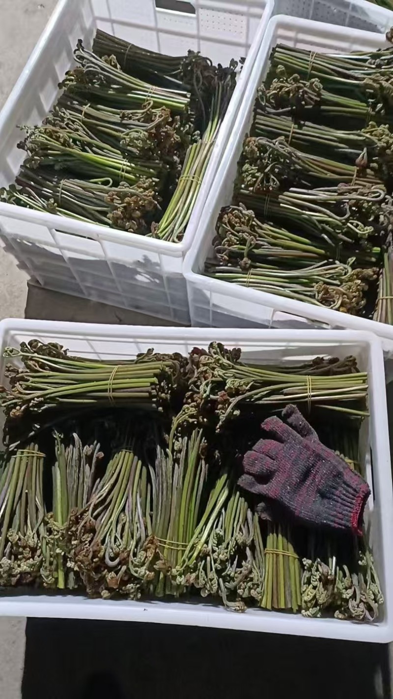 重庆蕨菜龙爪菜现货供应