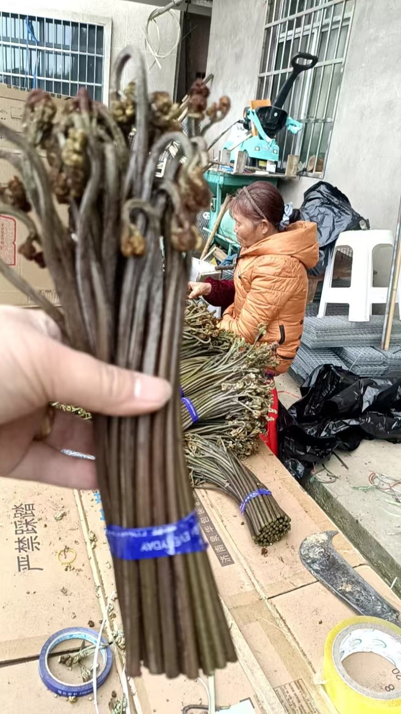 重庆蕨菜龙爪菜现货供应