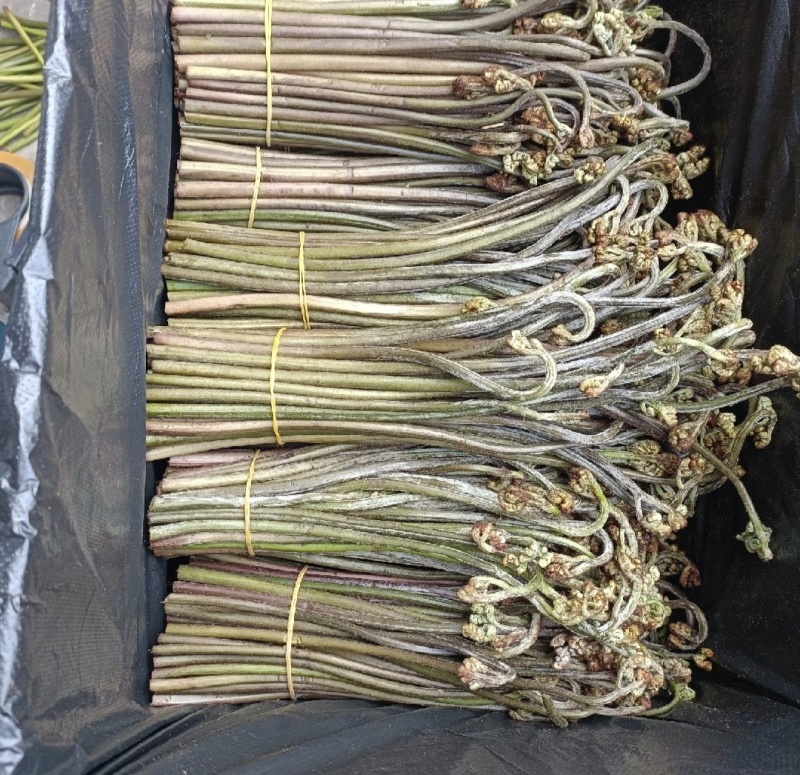 重庆蕨菜龙爪菜现货供应