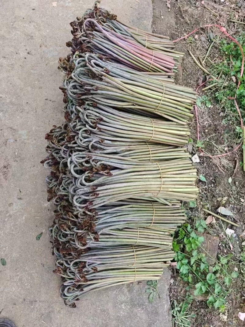 重庆蕨菜龙爪菜现货供应