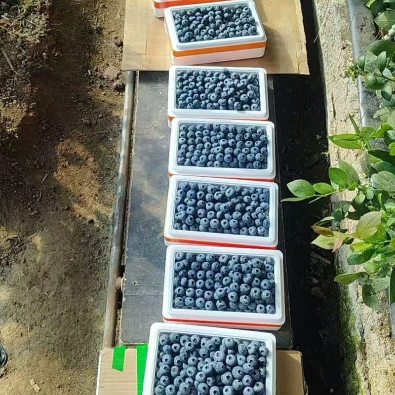 辽宁蓝莓大量上市，一手货源，基地直发，品质保证，欢迎电联