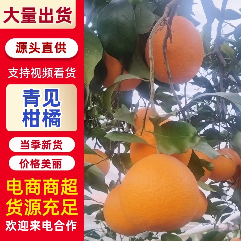 青见柑橘品质保证服务周到一手货源产地直销价格优惠
