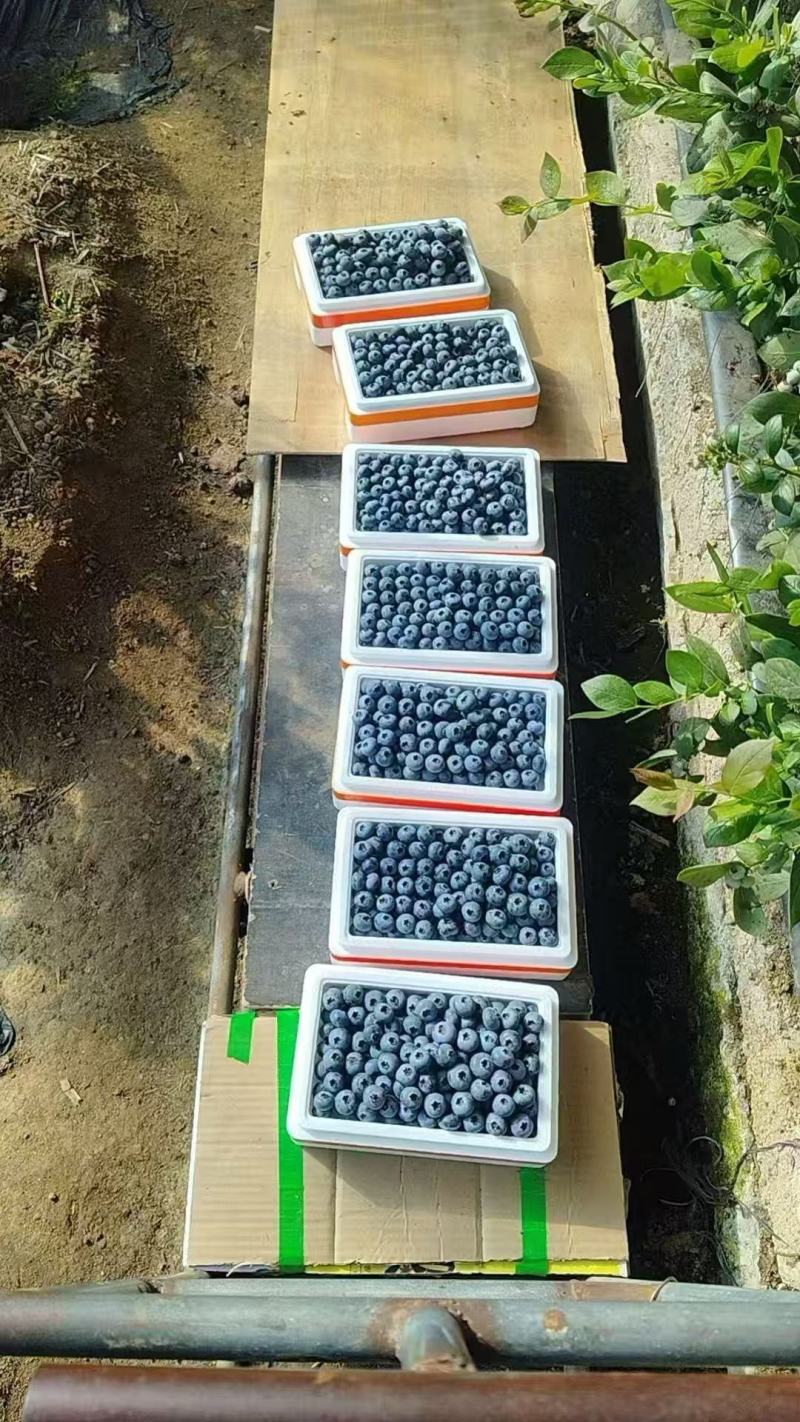 辽宁蓝莓大量上市，一手货源，基地直发，品质保证，欢迎电联