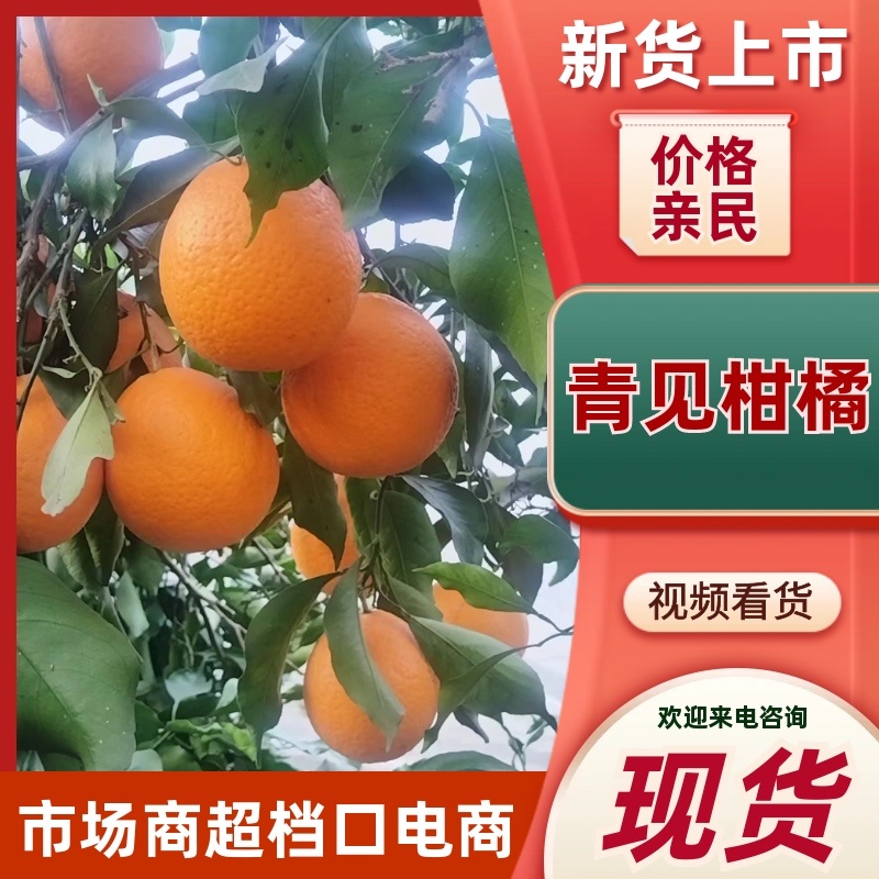 青见柑橘价格美丽产地直发一手货源品质保证服务周到