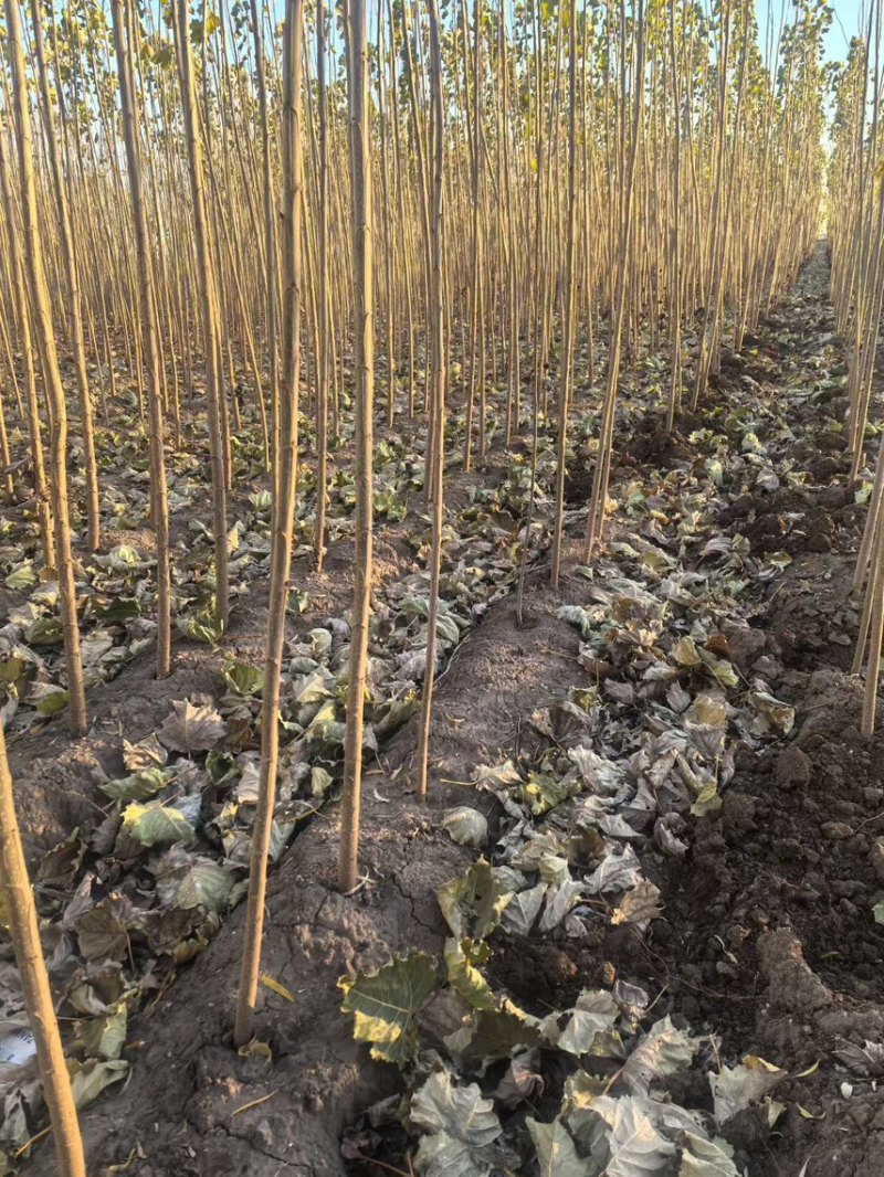 速生杨/无絮杨/107速生杨/3804速生杨