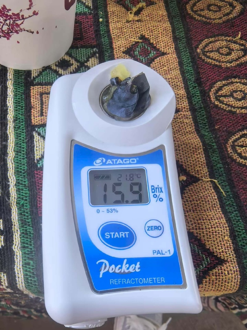 云南应季花香蓝莓25、f6、11纯甜香脆