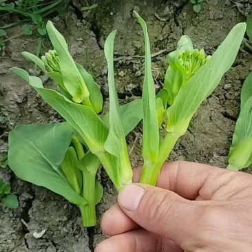 大量供应上海青尖子
