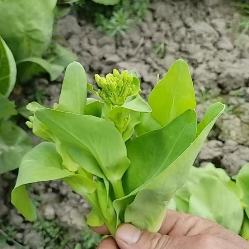 阳春三月小白苗