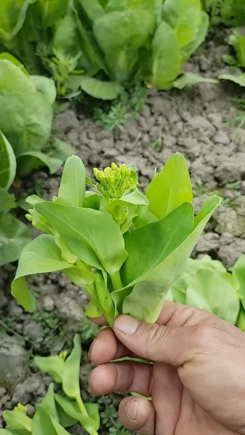 阳春三月小白苗