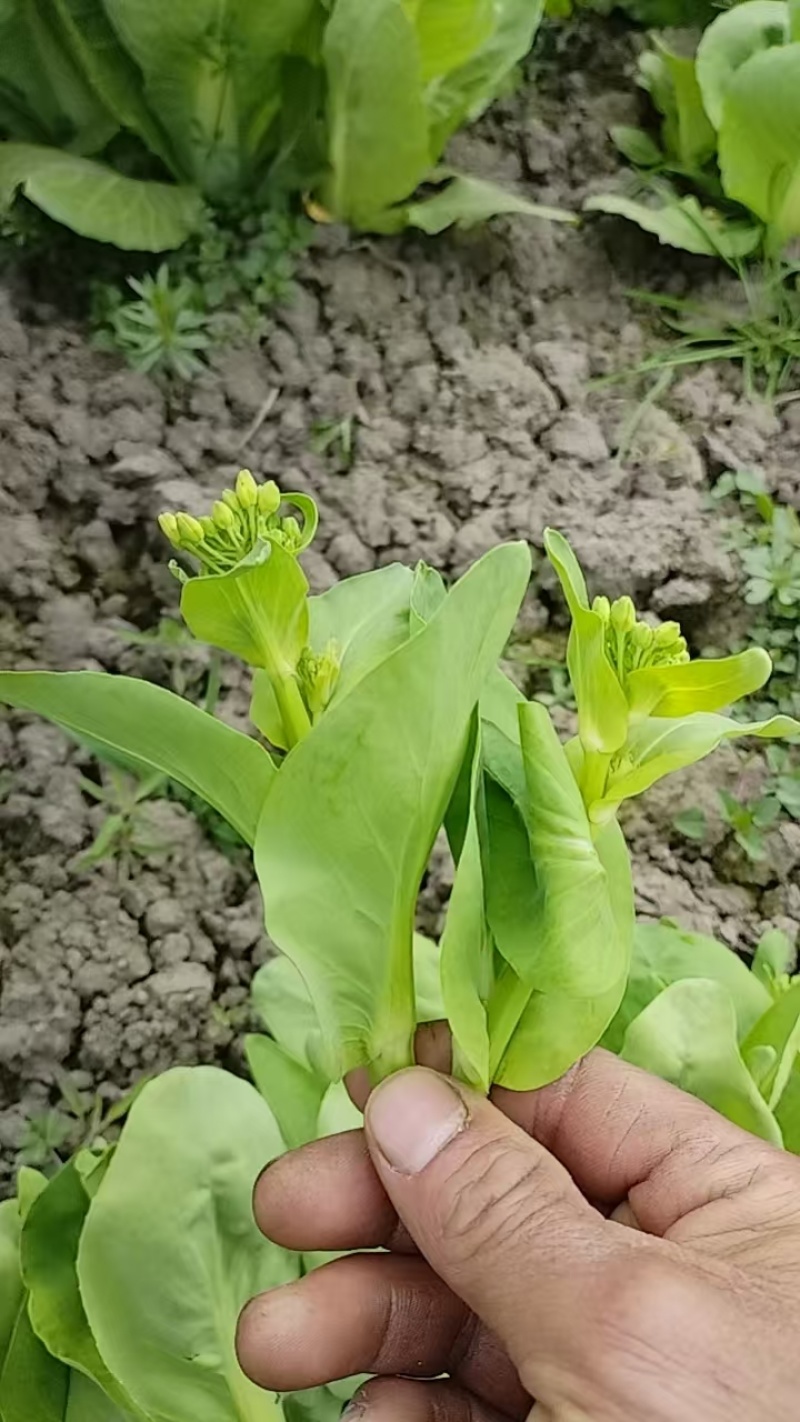 阳春三月小白苗