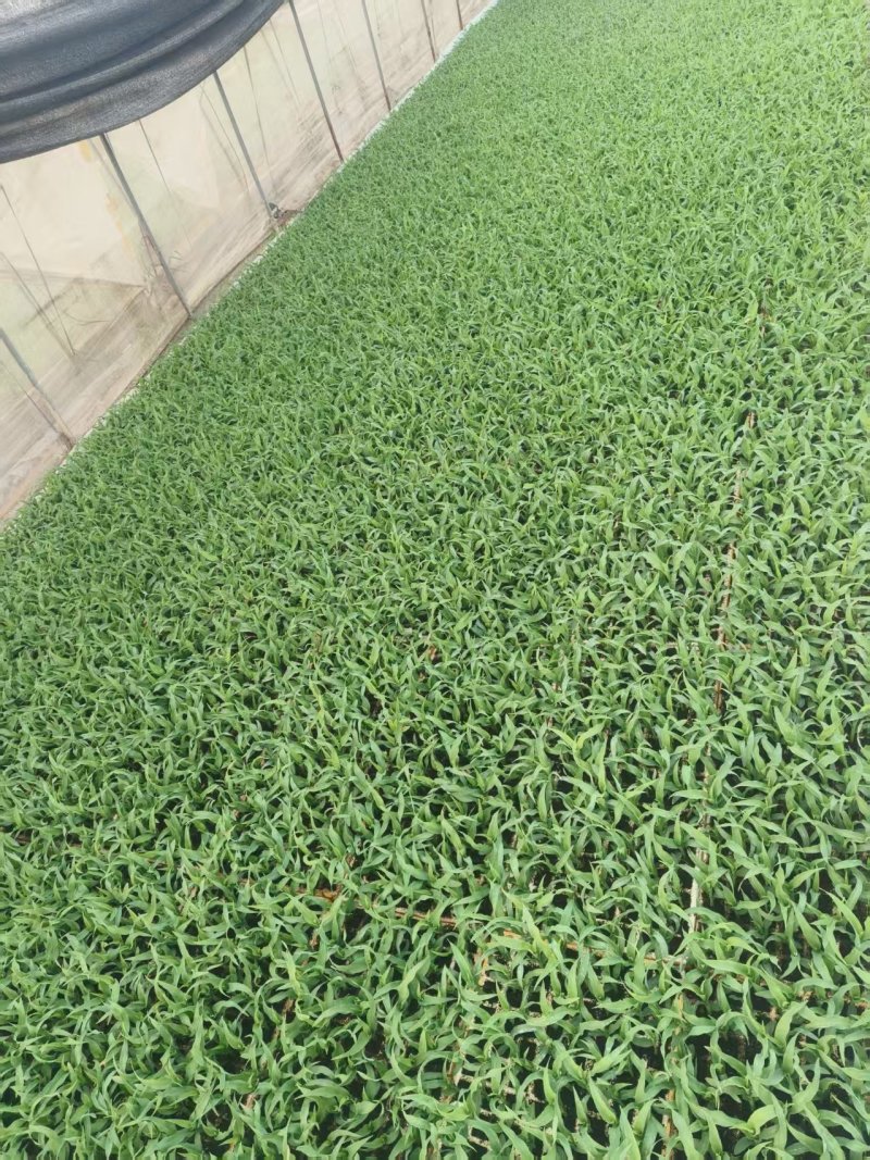 《玉米苗》水果玉米/糯玉米苗子/云南通海基地现挖现发