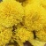 陶菊