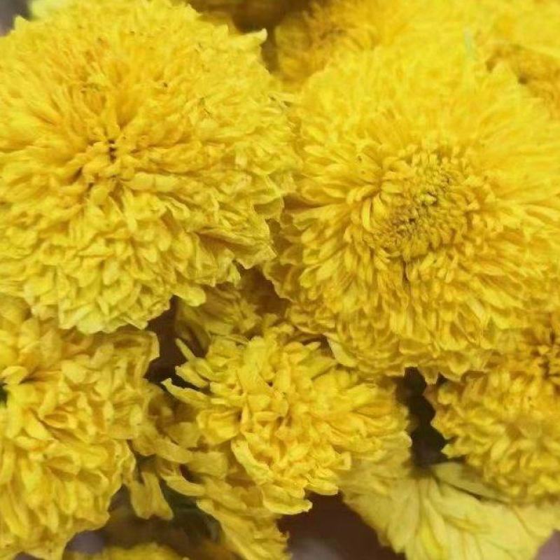 陶菊