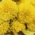 陶菊