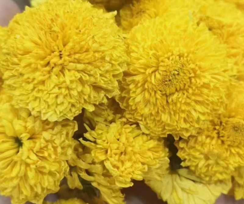 陶菊
