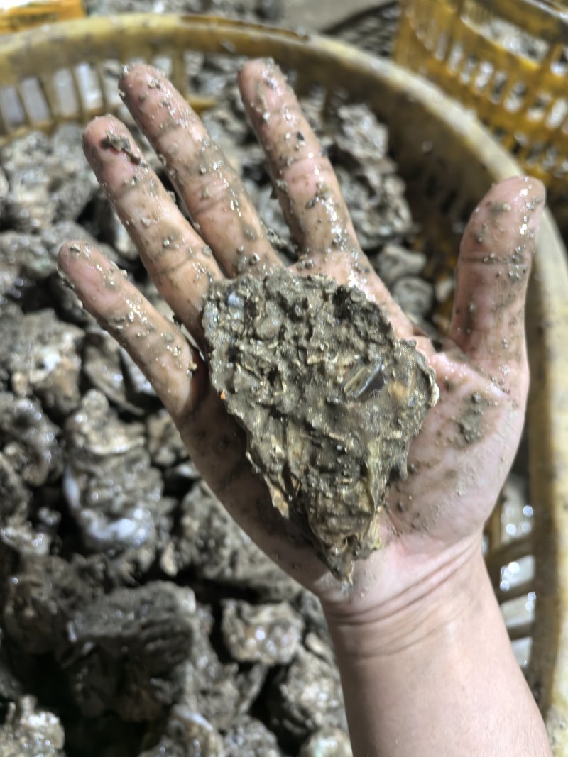 湛江白蚝源头批发肥美规格:C货