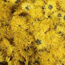 金丝黄菊