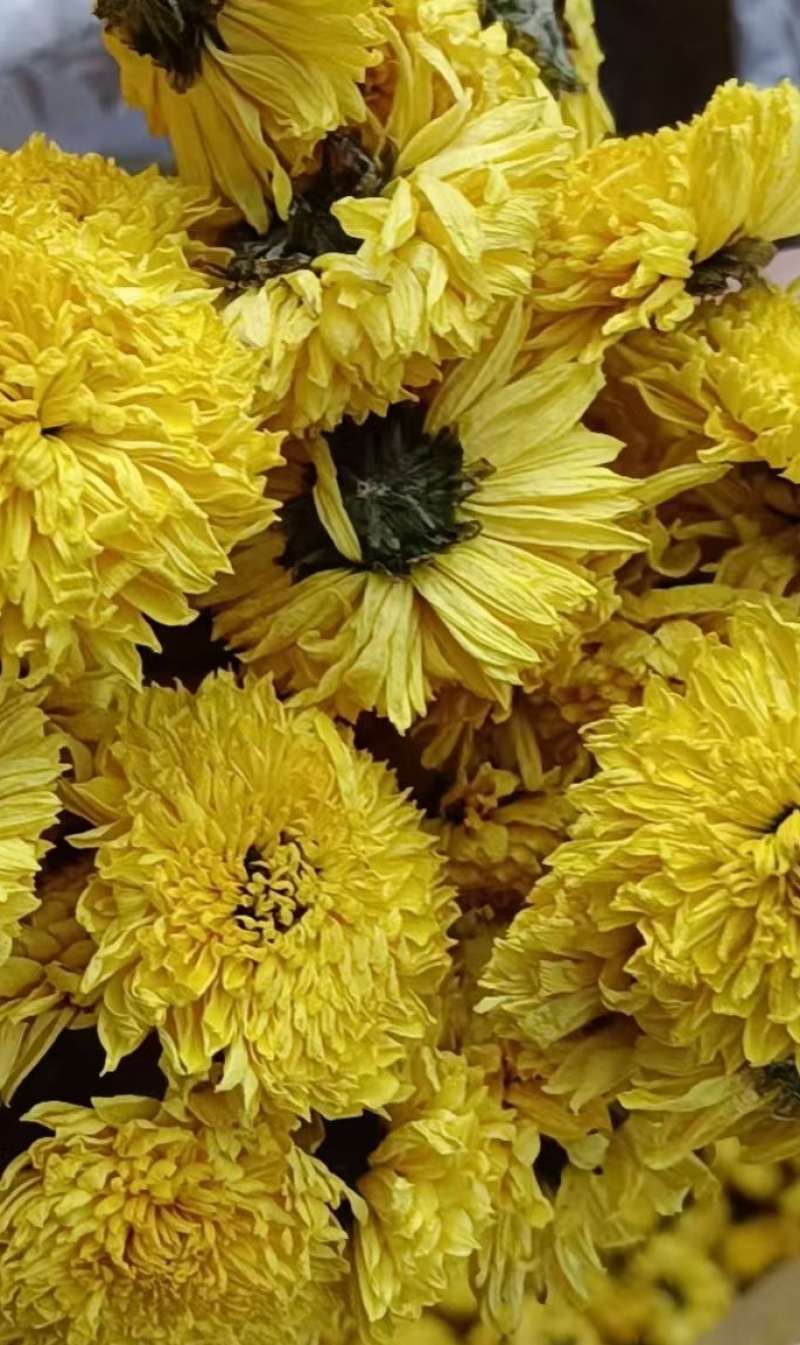 桃菊