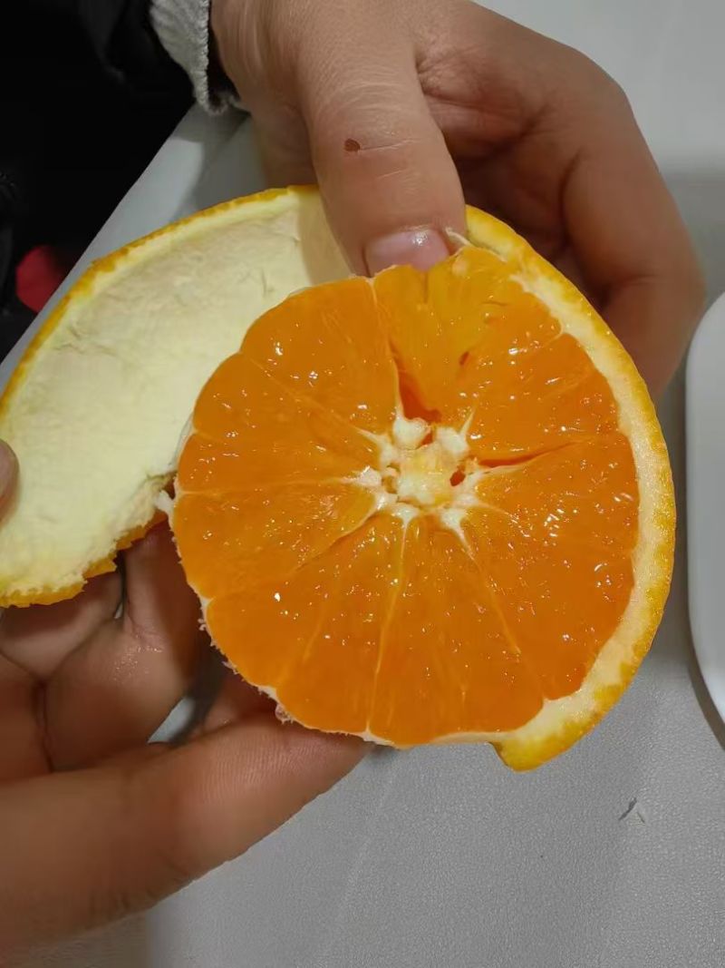 【精品】湖北脐橙九月红果冻橙皮毛好甜度高承接电商